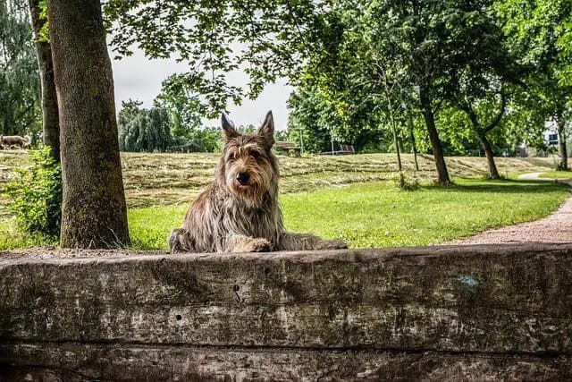 Berger de Picardie – race de chien