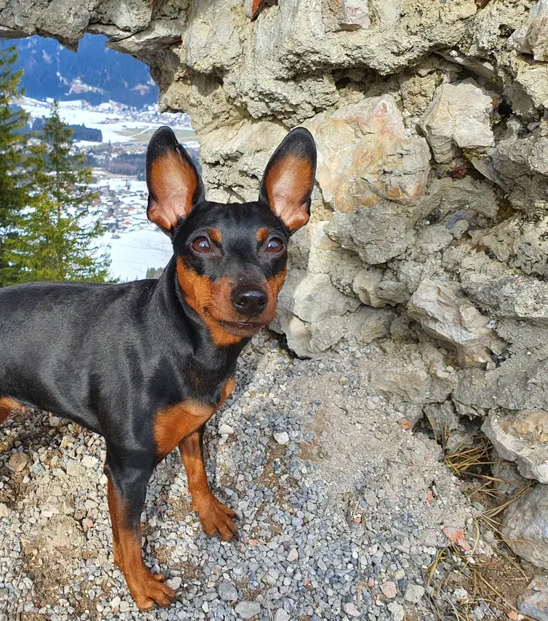 Zwergpinscher vom Honighof  - Bild 1