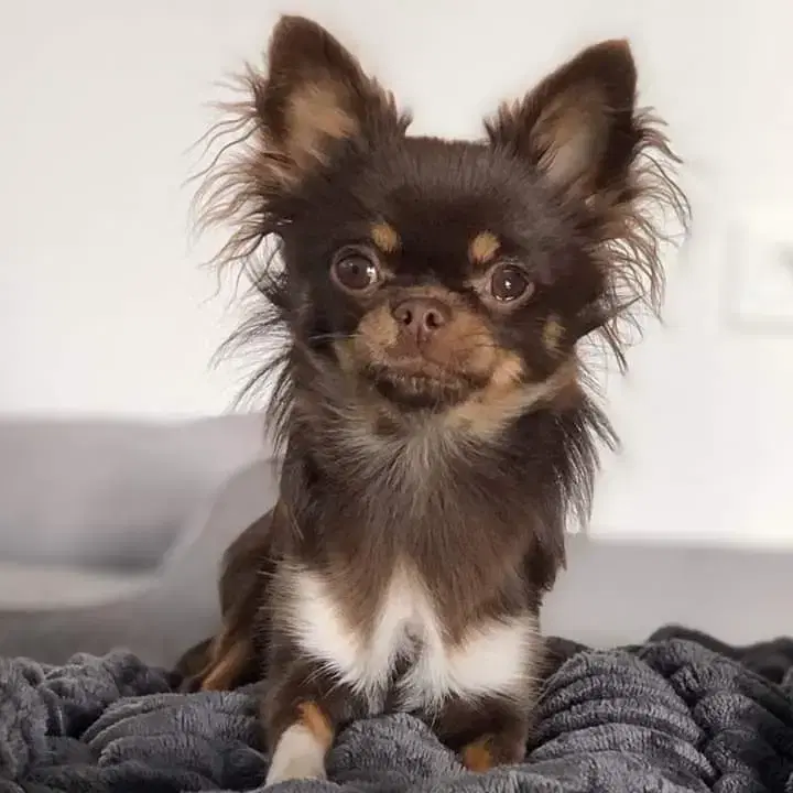 Chihuahuas Vom Sonnenberg  - Bild 1