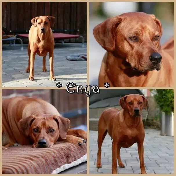 Mashambani Rhodesian Ridgebacks - Bild 1