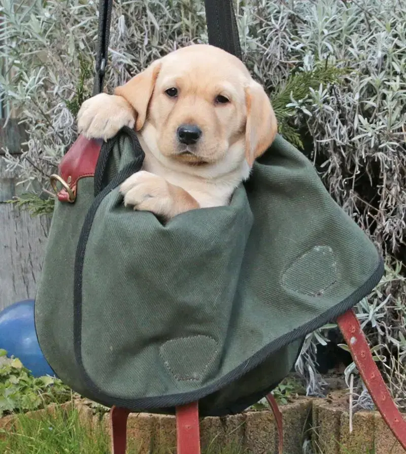 Aldagessem's Labradors - Bild 1