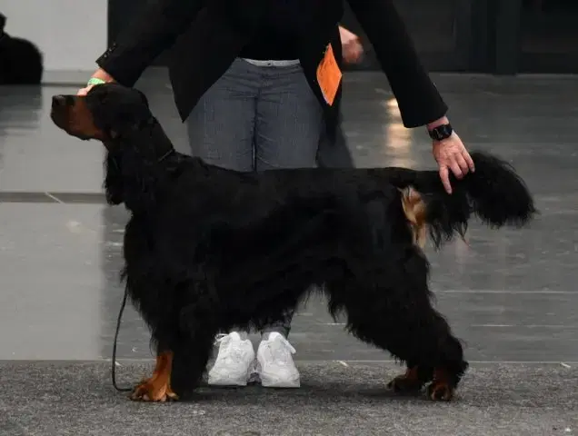 Gordon Setter - Bild 1