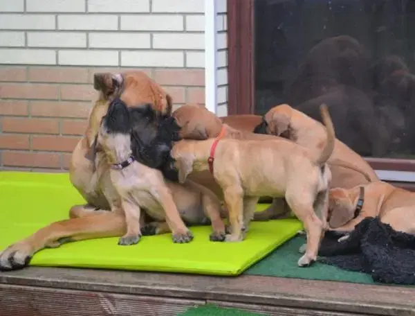 Deutsche Doggen von Borchers` Hoff - Bild 1