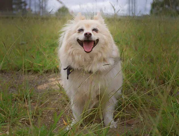 Japanese Spitz – dog breed