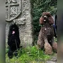 Kuss der Göttter