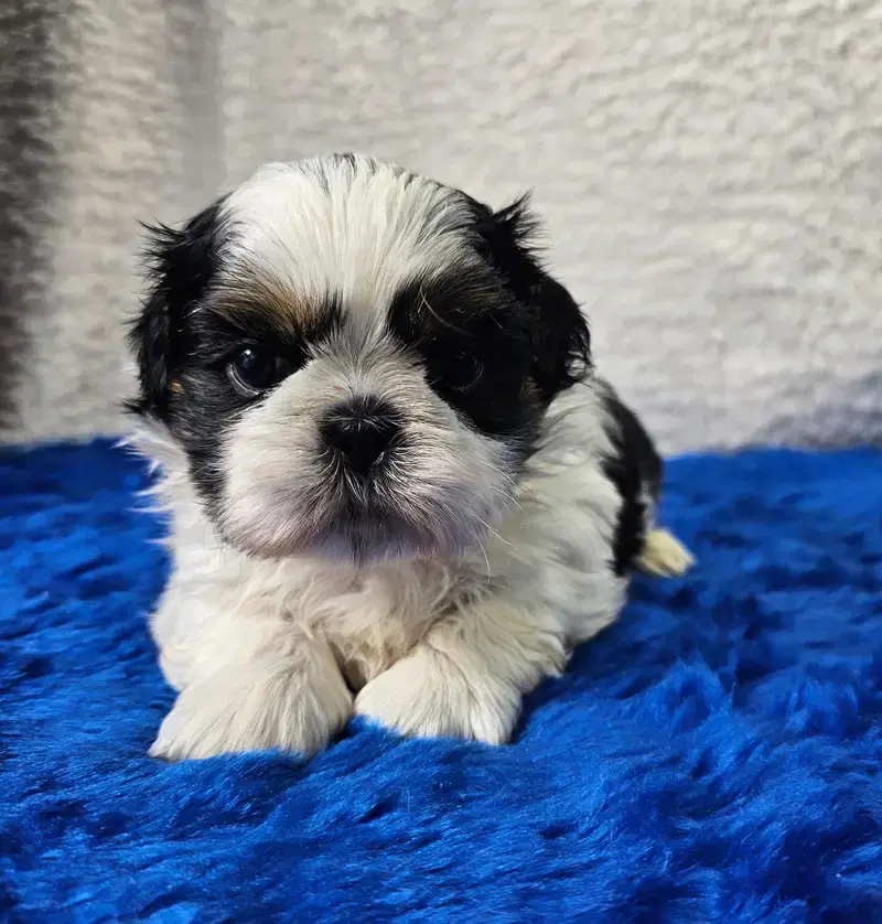 Shih Tzu made in Germany  - Bild 1