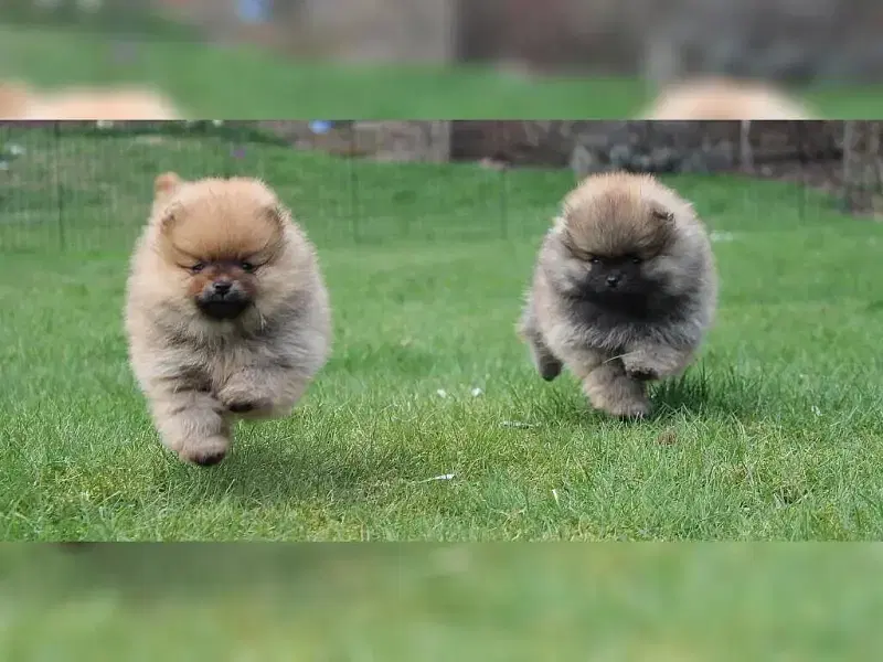 Timeless Poms