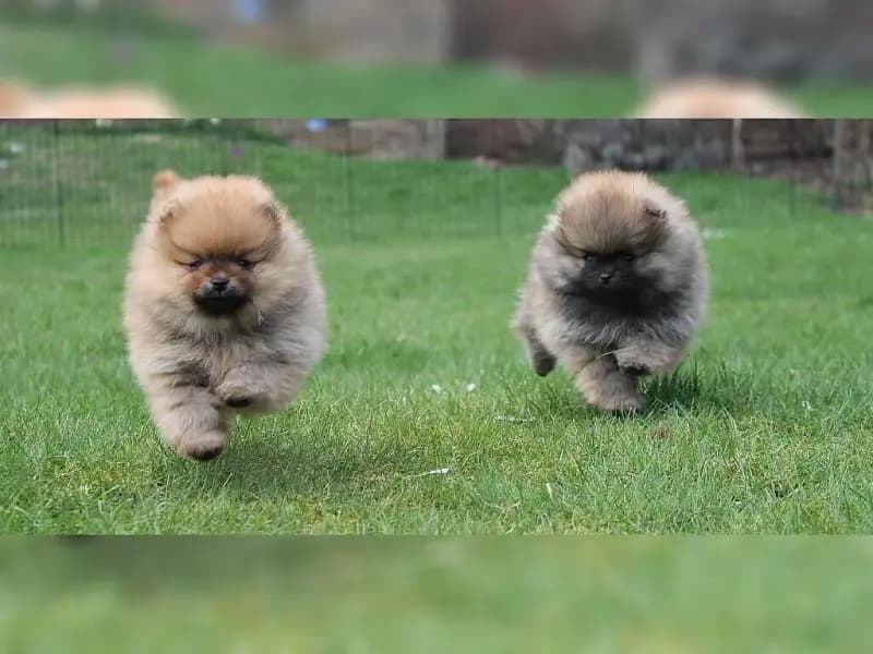 Timeless Poms