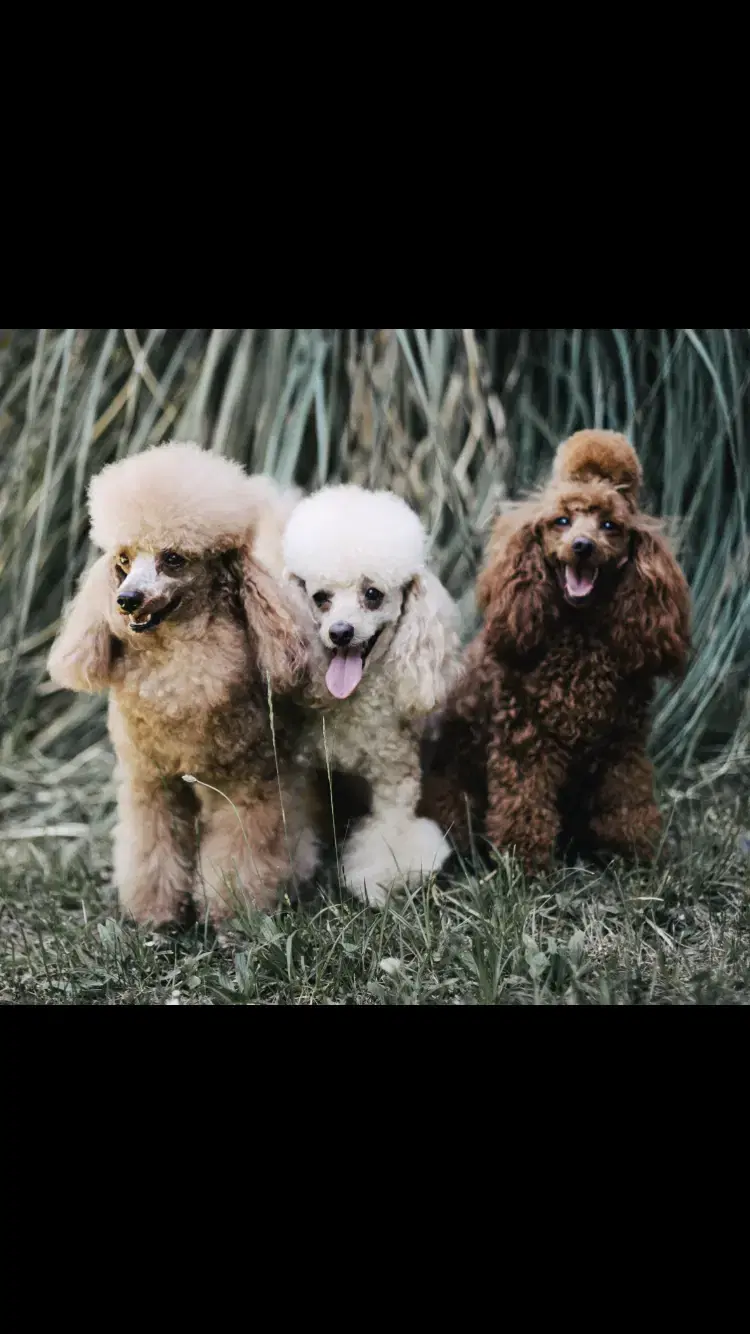 Nucleus Line Poodle  - Bild 1