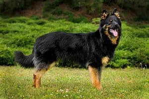 Bohemian Shepherd – dog breed