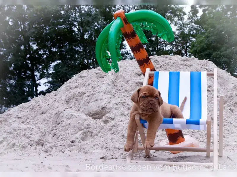 vom Butjadinger Land