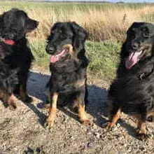 Hovawarte von den Wikingern