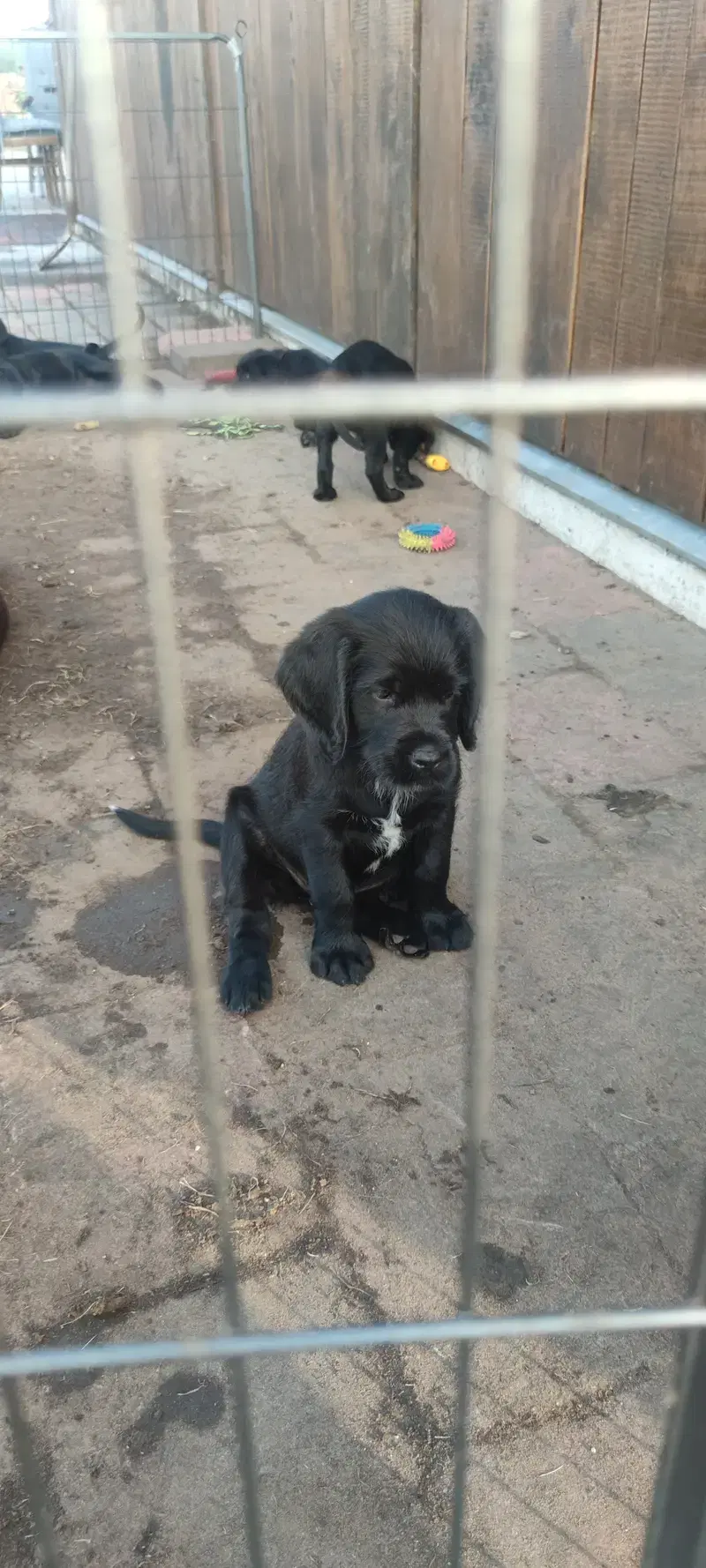 Wunderschöne Labrador Goldendoodle Welpen  - Bild 1