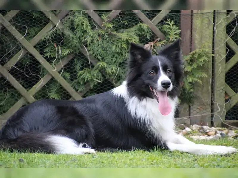 Joyful Dog Life