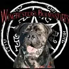 Winchester’s Bullmastiffs