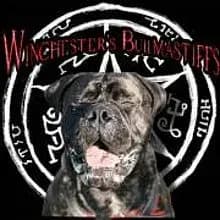 Winchester’s Bullmastiffs