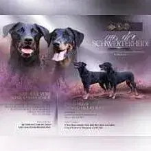 aus der Schwerterheide