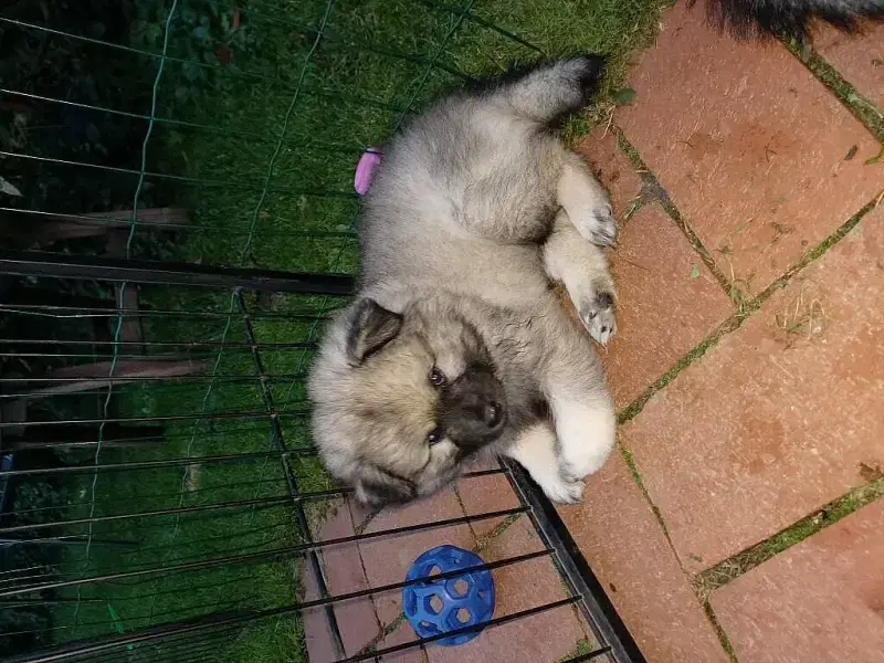 Leinewolfies
