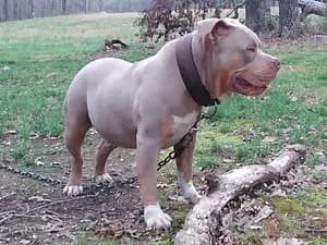 American Bully – dog breed