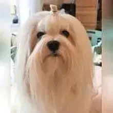 Little Charming Dog’s