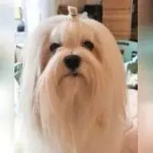 Little Charming Dog’s