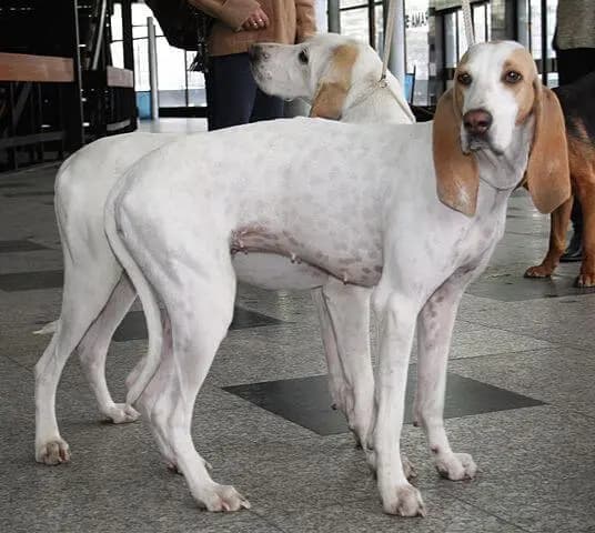 瓷器犬 – 狗品种