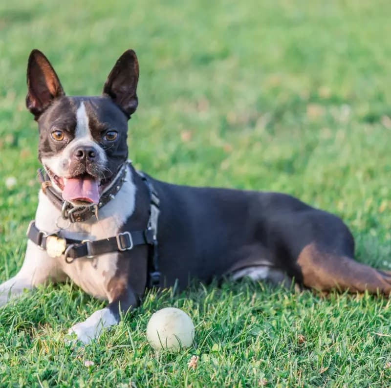 Boston Terrier – dog breed