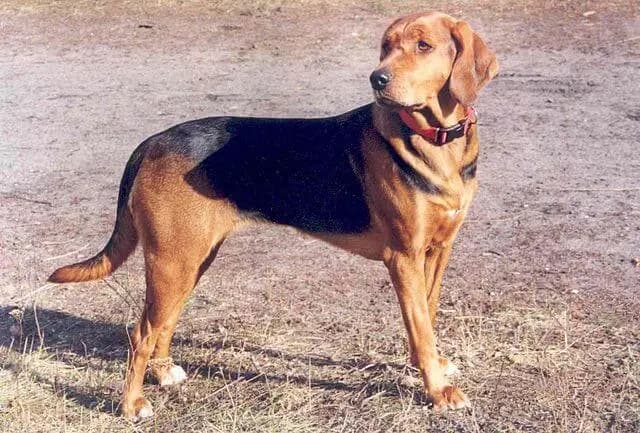 Ogar polonais – race de chien