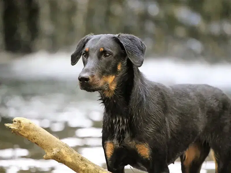 von den Stammberghirten