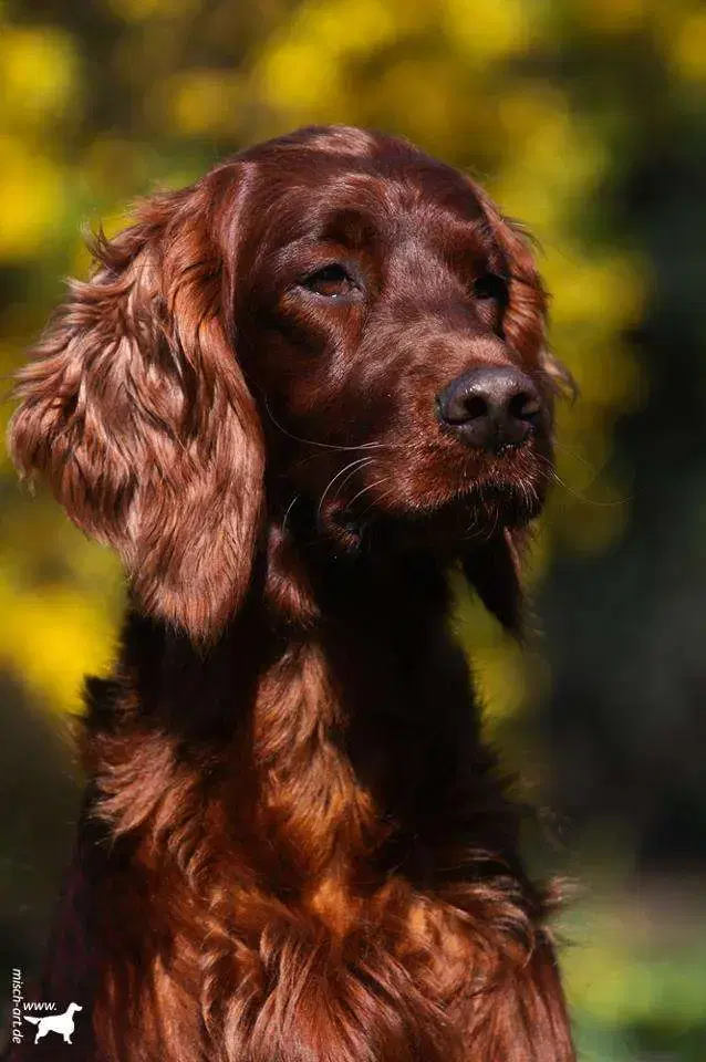 Irish red Setter "fighting irish´s" - Bild 1