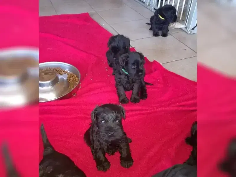 von Lutzifers Castle