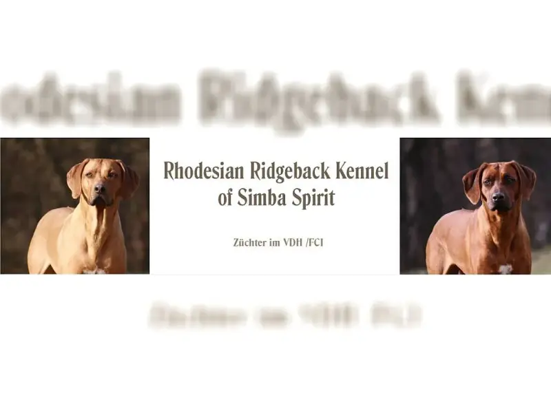 of simba spirit