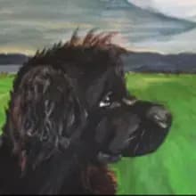 Bear vun de Knabshus