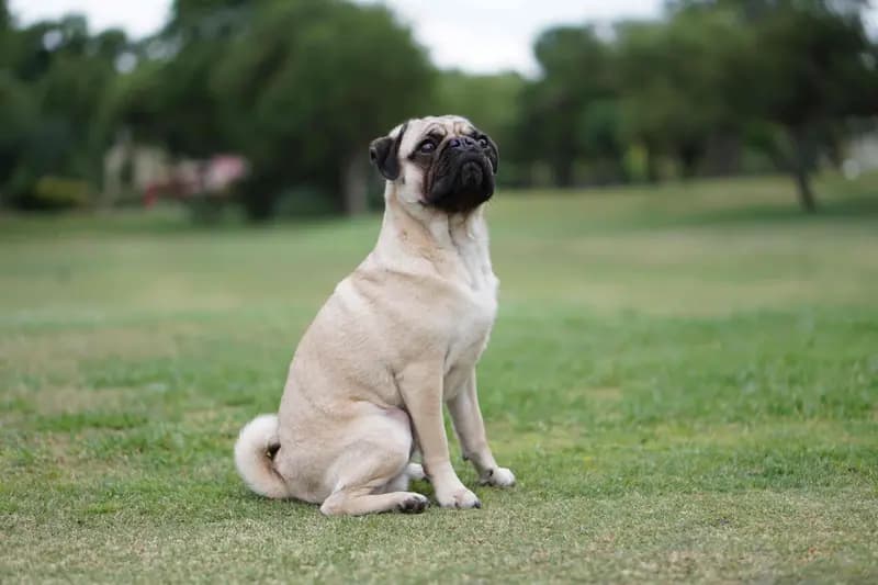 Mops – Hunderasse
