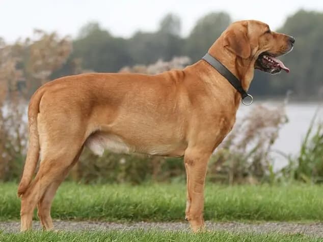 Broholmer – dog breed
