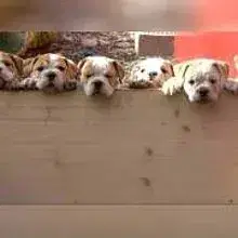 Pälzerbulls