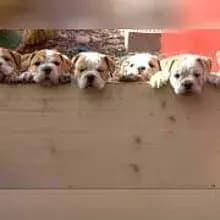 Pälzerbulls