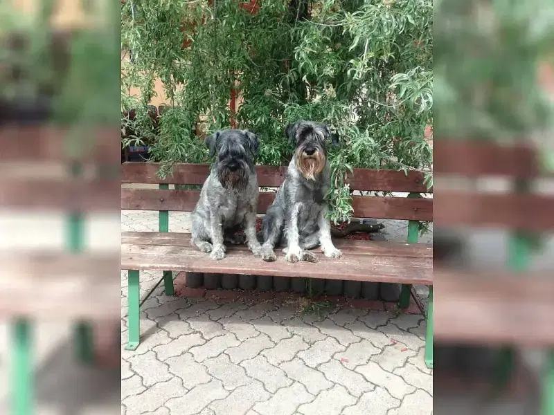 vom Schnauzerstolz