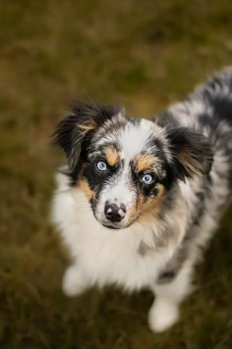 Von den golden aussies - Bild 1