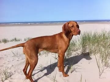 Braco Húngaro de Pelo Duro – raça de cão