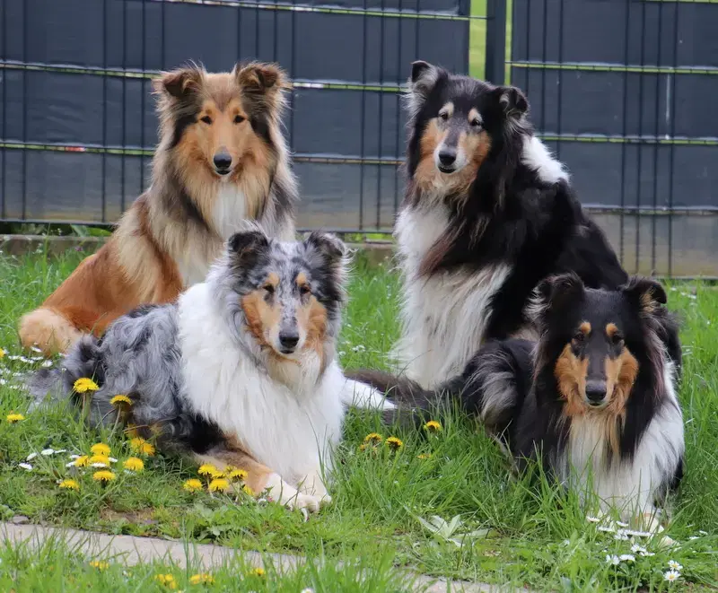 Collies from Jenna's World  - Bild 1