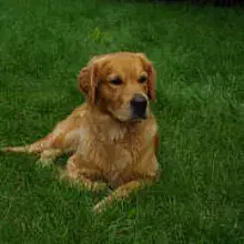 of Golden Fields and Forests