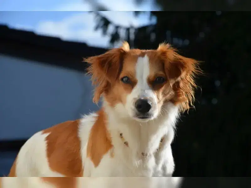 vom kleinen Wingert