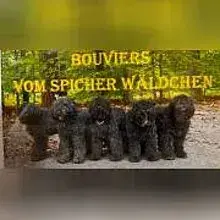 vom Spicher Wäldchen