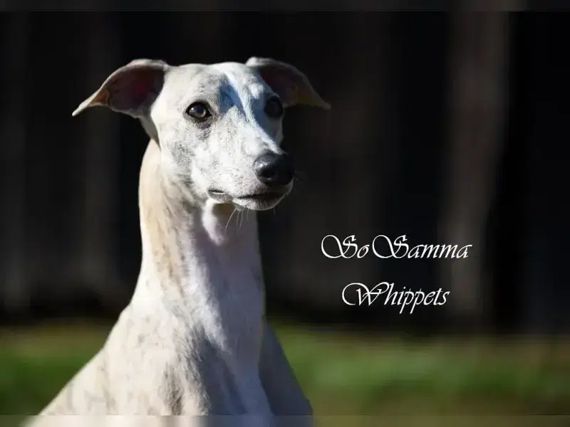 SoSamma