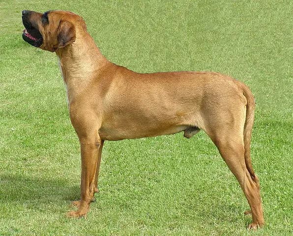 Tosa – dog breed