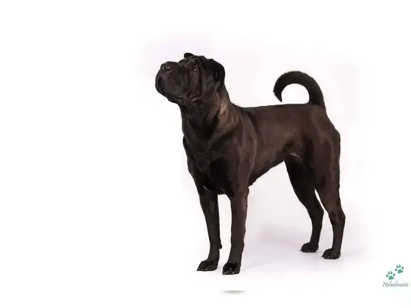 BAR’nim Wrinkle’s