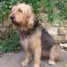 Fairyhounds