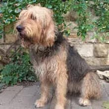 Fairyhounds