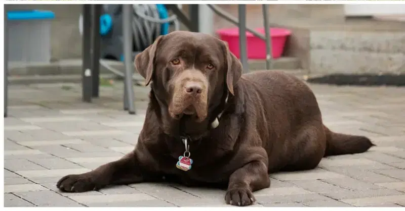 Labrador vom Heiligenblut  - Bild 1